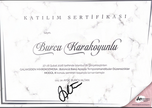 Sertifika 41
